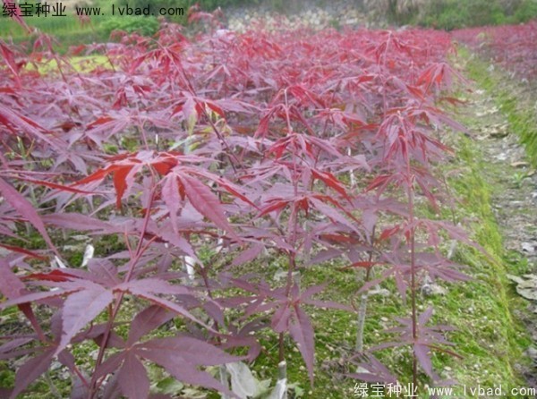 日本<a href='http://njszjj.com/linmuzhongzi/1706.html' target='_blank'>紅楓</a><a href='http://njszjj.com/' target='_blank'>種子</a>