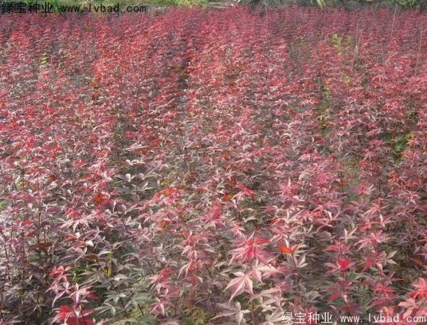 <a href='http://njszjj.com/linmuzhongzi/1726.html' target='_blank'>日本紅楓</a><a href='http://njszjj.com/' target='_blank'>種子</a>
