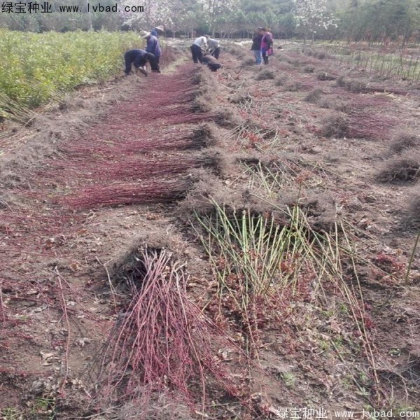 日本<a href='http://njszjj.com/linmuzhongzi/1706.html' target='_blank'>紅楓種子</a>
