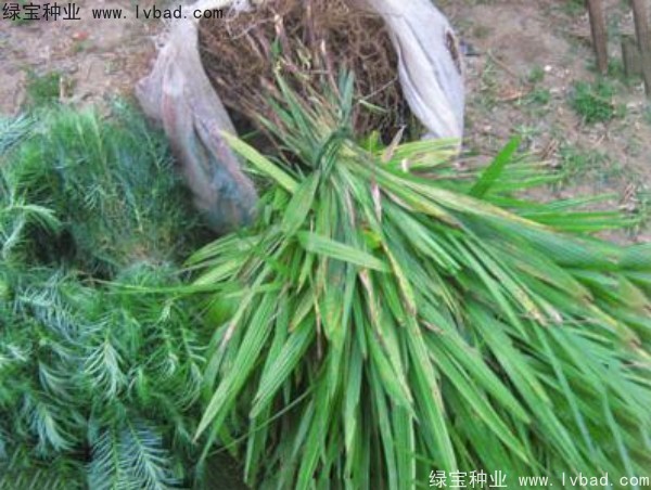<a href='http://njszjj.com/linmuzhongzi/1727.html' target='_blank'>棕櫚種子</a>