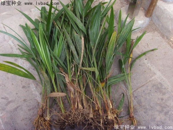 <a href='http://njszjj.com/linmuzhongzi/1727.html' target='_blank'>棕櫚種子</a>