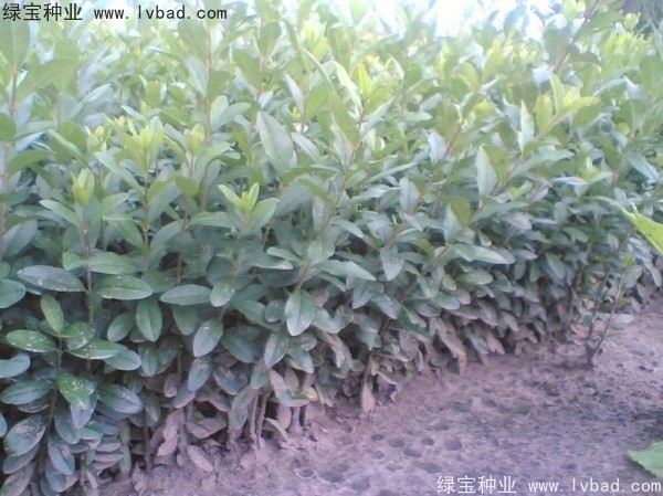 水臘<a href='http://njszjj.com/' target='_blank'>種子</a>