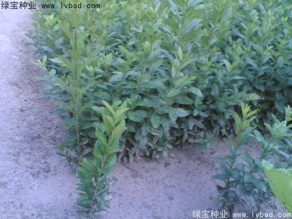 <a href='http://njszjj.com/linmuzhongzi/1728.html' target='_blank'>水臘種子</a>
