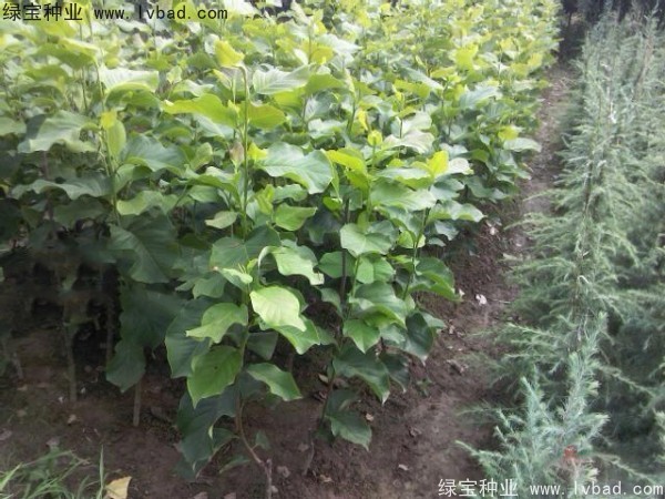 <a href='http://njszjj.com/linmuzhongzi/1729.html' target='_blank'>紫玉蘭種子</a>
