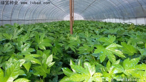 <a href='http://njszjj.com/linmuzhongzi/1730.html' target='_blank'>八角金盤種子</a>