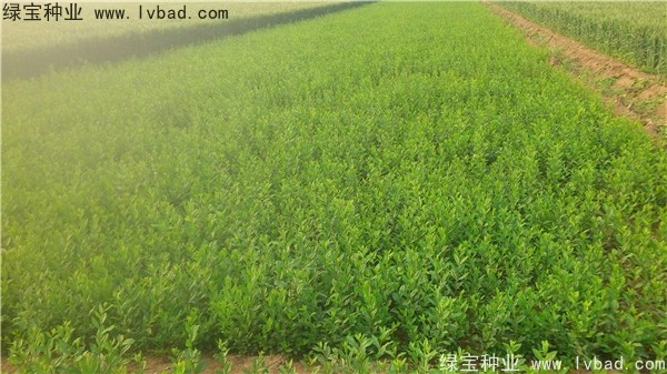 <a href='http://njszjj.com/linmuzhongzi/1732.html' target='_blank'>水蠟種子</a>
