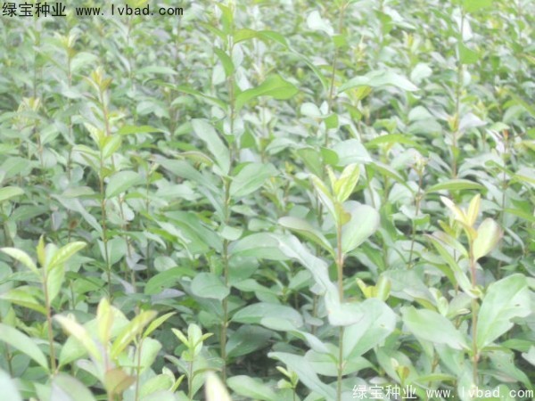 <a href='http://njszjj.com/linmuzhongzi/1732.html' target='_blank'>水蠟種子</a>