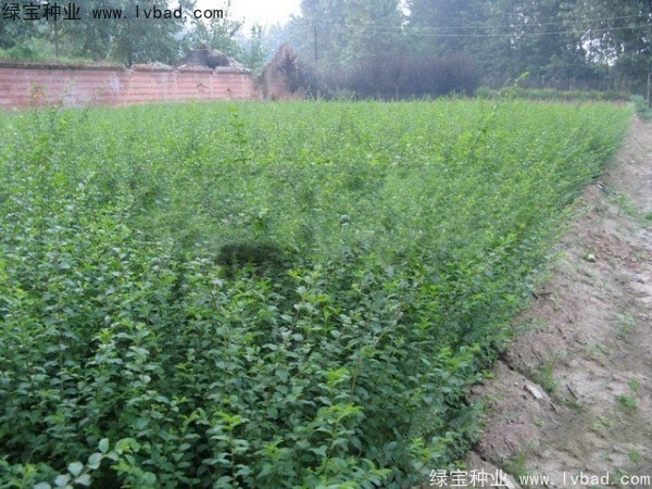 <a href='http://njszjj.com/linmuzhongzi/1732.html' target='_blank'>水蠟種子</a>