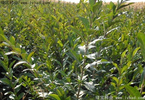 <a href='http://njszjj.com/linmuzhongzi/1732.html' target='_blank'>水蠟</a><a href='http://njszjj.com/' target='_blank'>種子</a>
