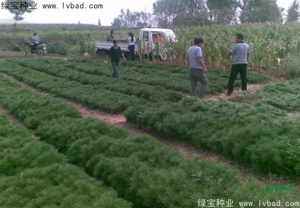 油松<a href='http://njszjj.com/' target='_blank'>種子</a>