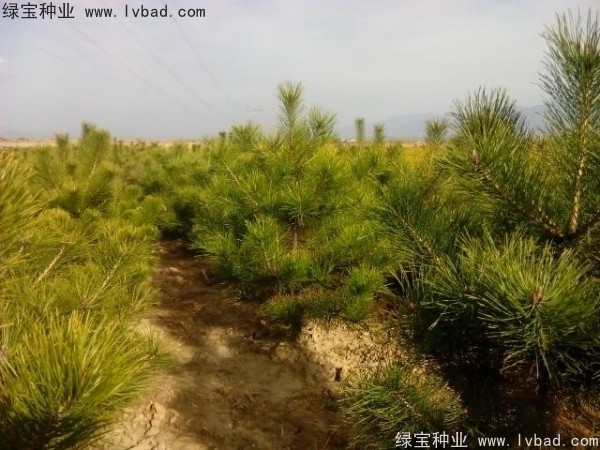 <a href='http://njszjj.com/linmuzhongzi/1733.html' target='_blank'>油松種子</a>