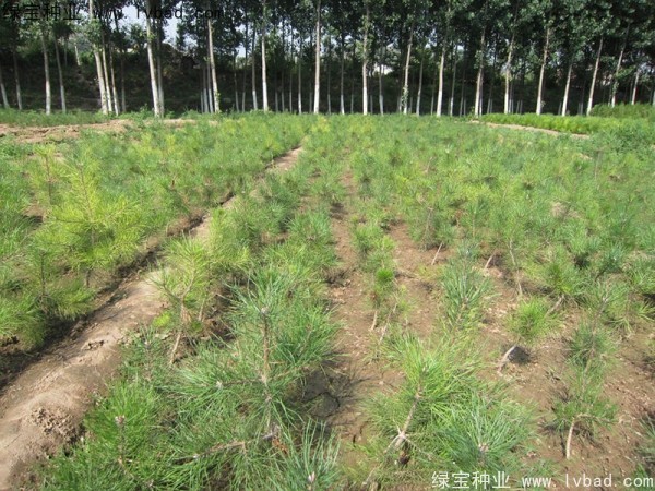 <a href='http://njszjj.com/linmuzhongzi/1733.html' target='_blank'>油松種子</a>