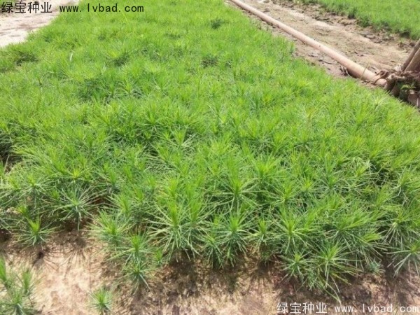 <a href='http://njszjj.com/linmuzhongzi/1733.html' target='_blank'>油松</a><a href='http://njszjj.com/' target='_blank'>種子</a>