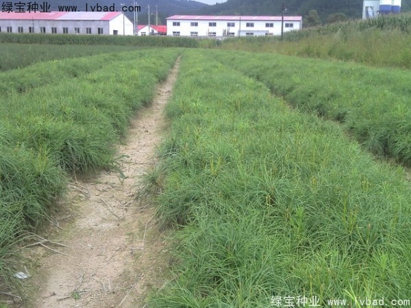 油松<a href='http://njszjj.com/' target='_blank'>種子</a>