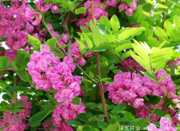 <a href='http://njszjj.com/linmuzhongzi/1734.html' target='_blank'>紅花槐</a>種子