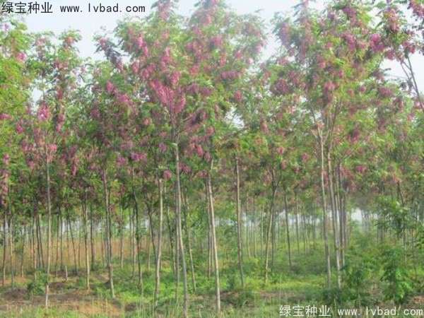 <a href='http://njszjj.com/yaocaizhongzi/2335.html' target='_blank'>紅花</a>槐種子