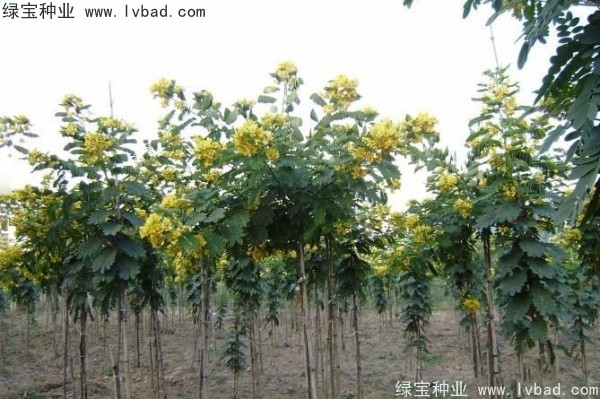 <a href='http://njszjj.com/linmuzhongzi/1735.html' target='_blank'>黃花槐種子</a>