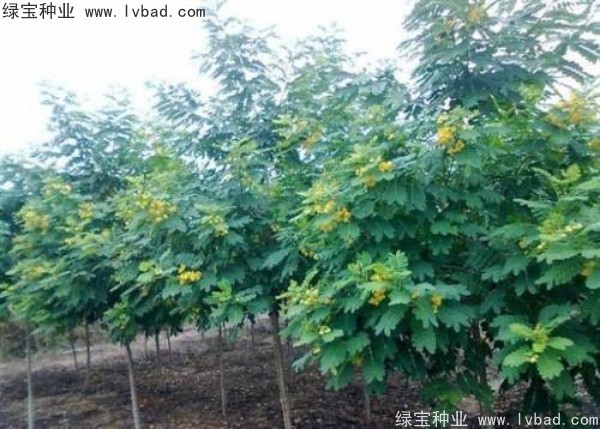 <a href='http://njszjj.com/linmuzhongzi/1735.html' target='_blank'>黃花槐種子</a>