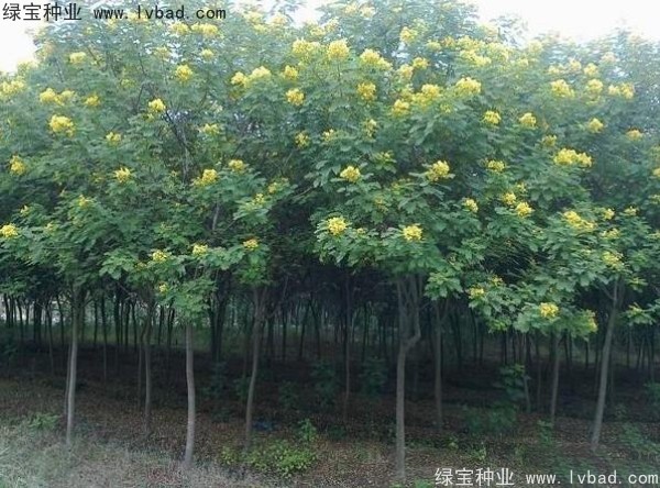 <a href='http://njszjj.com/linmuzhongzi/1735.html' target='_blank'>黃花槐種子</a>