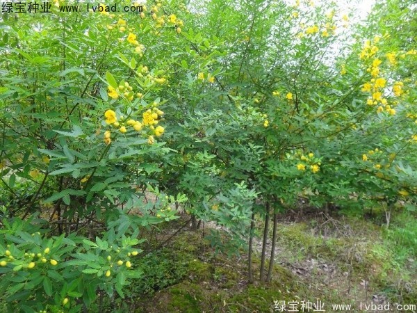 黃花槐<a href='http://njszjj.com/' target='_blank'>種子</a>