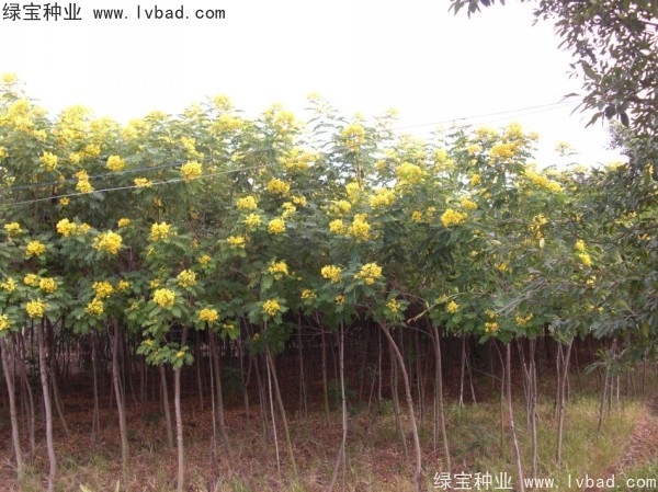 黃花槐<a href='http://njszjj.com/' target='_blank'>種子</a>