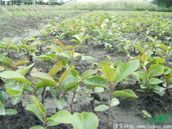 中華<a href='http://njszjj.com/linmuzhongzi/2255.html' target='_blank'>蚊母種子</a>