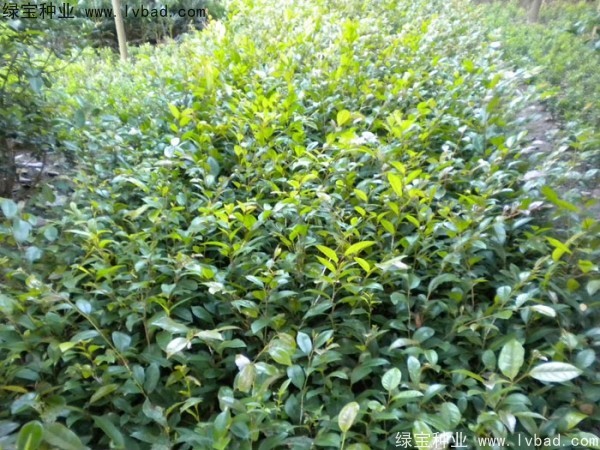 <a href='http://njszjj.com/linmuzhongzi/1736.html' target='_blank'>中華蚊母種子</a>