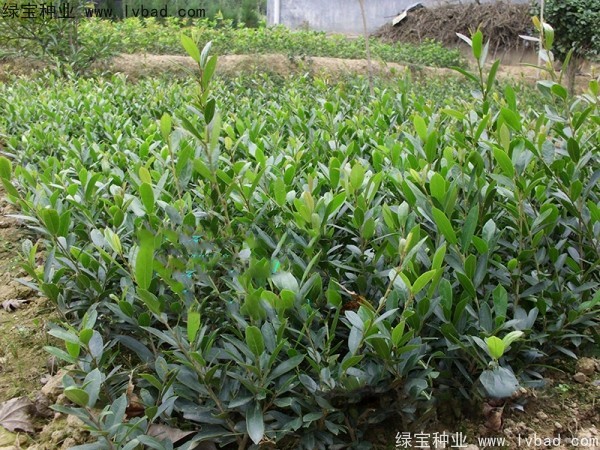 中華<a href='http://njszjj.com/linmuzhongzi/2255.html' target='_blank'>蚊母種子</a>
