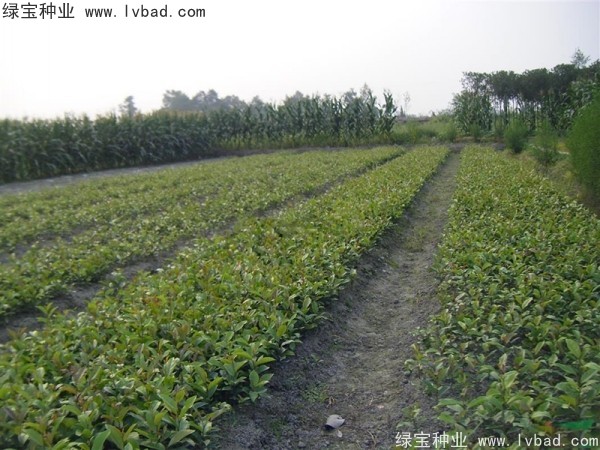 <a href='http://njszjj.com/linmuzhongzi/1736.html' target='_blank'>中華蚊母</a><a href='http://njszjj.com/' target='_blank'>種子</a>