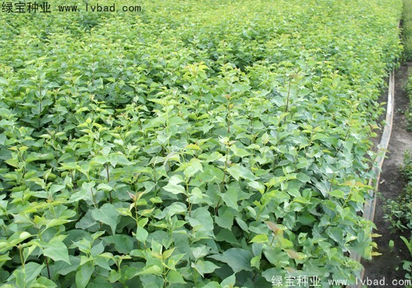 <a href='http://njszjj.com/linmuzhongzi/1737.html' target='_blank'>暴馬丁香</a><a href='http://njszjj.com/' target='_blank'>種子</a>