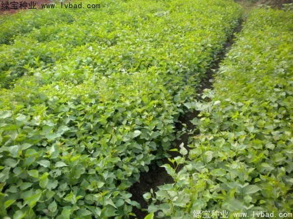<a href='http://njszjj.com/linmuzhongzi/1737.html' target='_blank'>暴馬丁香種子</a>