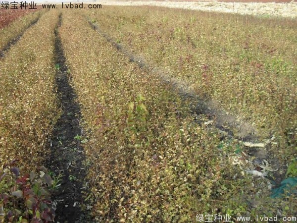 <a href='http://njszjj.com/linmuzhongzi/1737.html' target='_blank'>暴馬丁香種子</a>