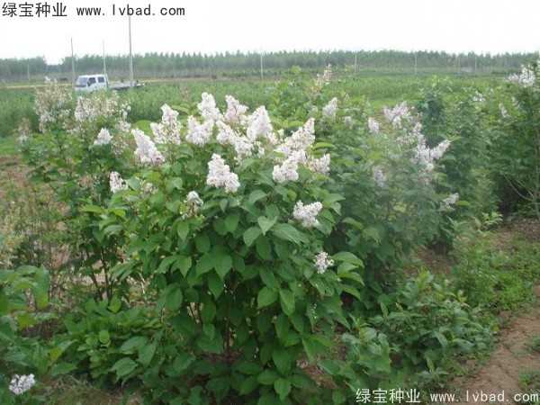 暴馬<a href='http://njszjj.com/linmuzhongzi/1713.html' target='_blank'>丁香種子</a>