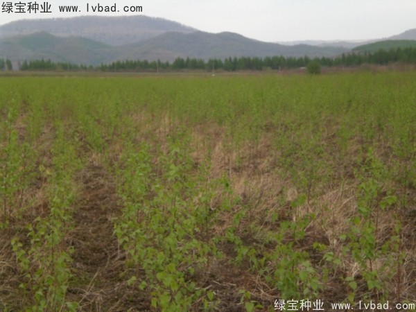 白樺<a href='http://njszjj.com/' target='_blank'>種子</a>