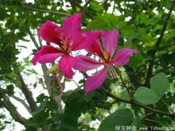 <a href='http://njszjj.com/linmuzhongzi/1739.html' target='_blank'>羊蹄甲種子</a>