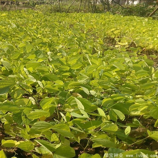 羊蹄甲<a href='http://njszjj.com/' target='_blank'>種子</a>
