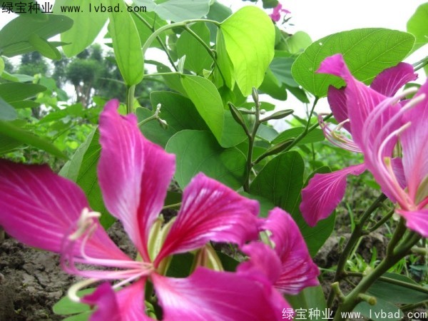 <a href='http://njszjj.com/linmuzhongzi/1739.html' target='_blank'>羊蹄甲種子</a>