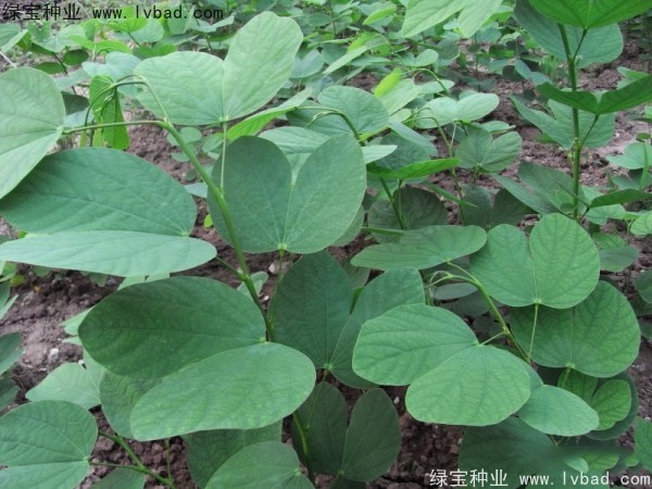 <a href='http://njszjj.com/linmuzhongzi/1739.html' target='_blank'>羊蹄甲</a><a href='http://njszjj.com/' target='_blank'>種子</a>