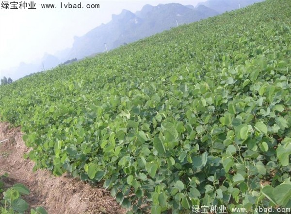 <a href='http://njszjj.com/linmuzhongzi/1739.html' target='_blank'>羊蹄甲種子</a>