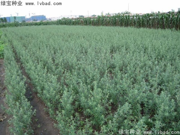 <a href='http://njszjj.com/linmuzhongzi/1740.html' target='_blank'>沙棘種子</a>