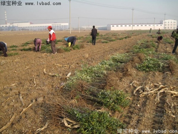 沙棘<a href='http://njszjj.com/' target='_blank'>種子</a>