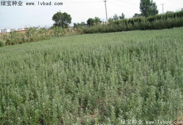 沙棘<a href='http://njszjj.com/' target='_blank'>種子</a>