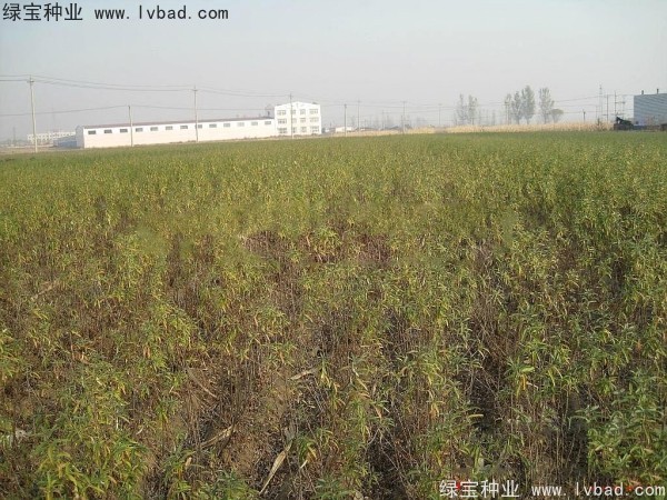 <a href='http://njszjj.com/linmuzhongzi/1740.html' target='_blank'>沙棘種子</a>