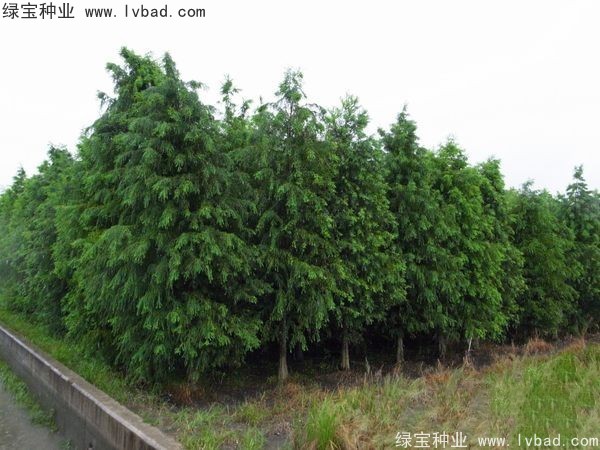 <a href='http://njszjj.com/linmuzhongzi/1741.html' target='_blank'>落羽杉</a><a href='http://njszjj.com/' target='_blank'>種子</a>