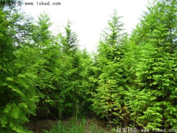 落羽杉<a href='http://njszjj.com/' target='_blank'>種子</a>