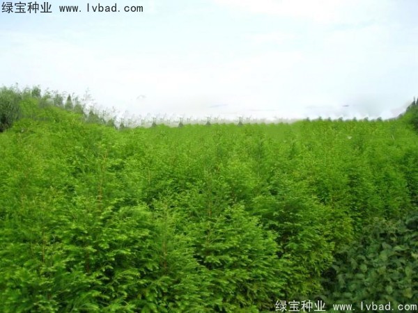 <a href='http://njszjj.com/linmuzhongzi/1741.html' target='_blank'>落羽杉種子</a>