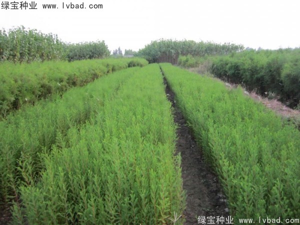 落羽杉<a href='http://njszjj.com/' target='_blank'>種子</a>