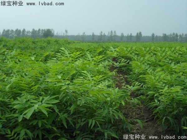 <a href='http://njszjj.com/linmuzhongzi/1742.html' target='_blank'>無患子</a><a href='http://njszjj.com/' target='_blank'>種子</a>