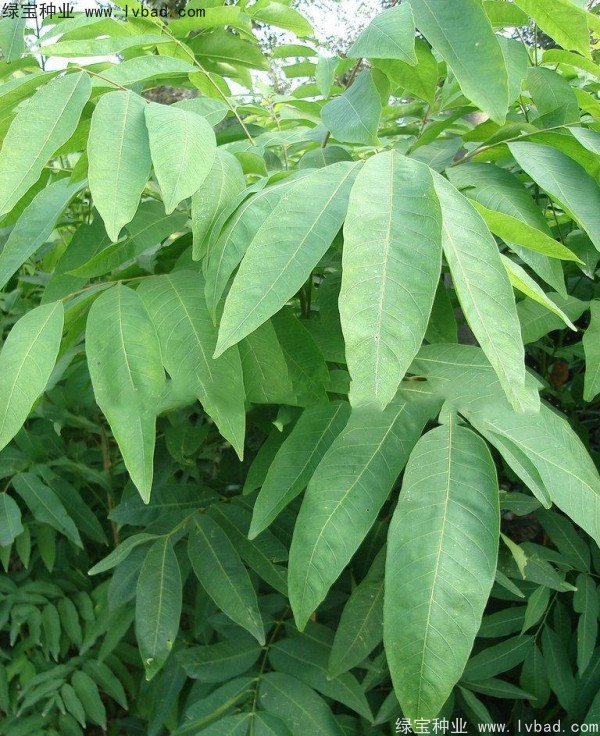 無患子<a href='http://njszjj.com/' target='_blank'>種子</a>