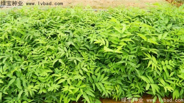 <a href='http://njszjj.com/linmuzhongzi/1742.html' target='_blank'>無患子種子</a>